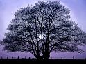 EL arbol de Aitor